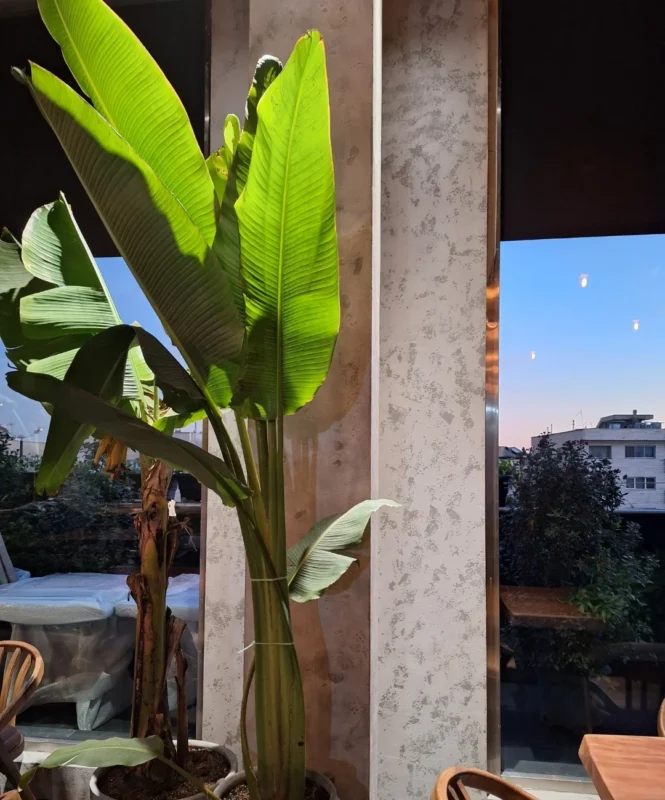 پروژه رستوران باماریا